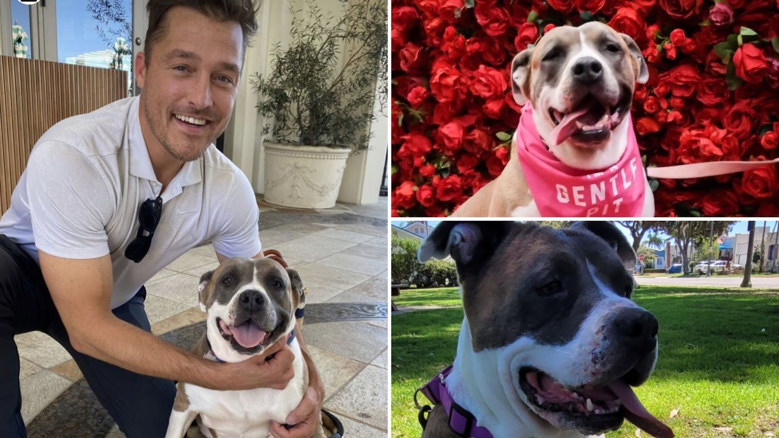 From Shelter to Foster Home: Meet the Matchmaking Rescue
